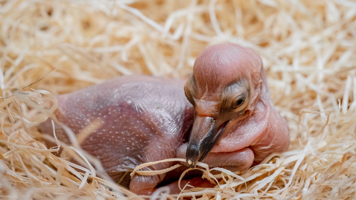 Ve dvorské zoo se narodila první mláďata, jsou to pelikáni